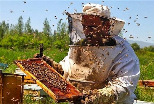 ناکامی زنبورداران اصفهانی در تولید عسل