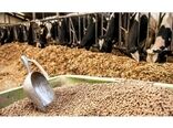 توزیع 13 هزار تن نهاده به دامداران ساروی