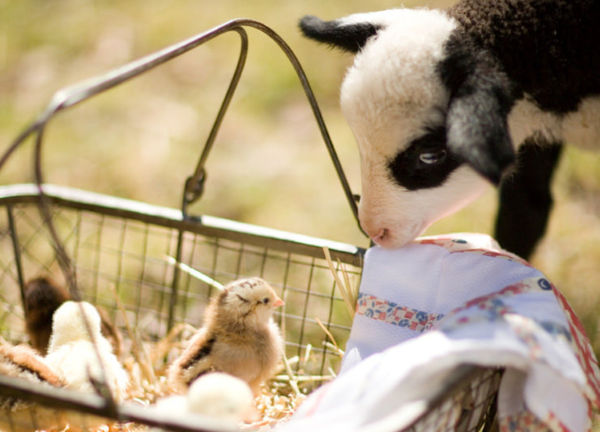 دستاورد مهم پژوهشگران ایرانی/ زخم‌های پیچیده حیوانات  ترمیم می‌شوند