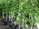 پیش بینی تولید بیش از ۱.۱ میلیون اصله نهال توت برای توسعه نوغانداری