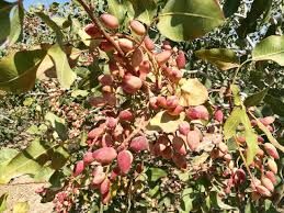 برداشت 1740 تن پسته از باغات خراسان شمالی 