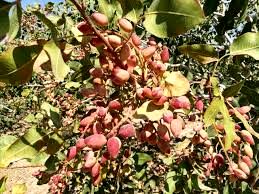 برداشت 1740 تن پسته از باغات خراسان شمالی 