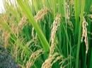 ظهور اولین خوشه‌های برنج در جویبار