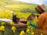 زنبورعسل ۹۰ برابر ارزش عسل، در تولیدات کشاورزی نقش دارد