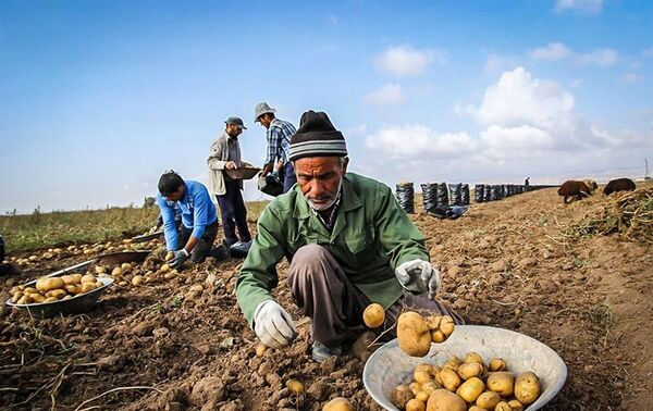 انجام مقدمات ساخت دو کارخانه فرآوری سیب زمینی در چادگان