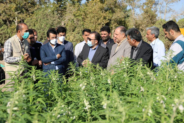 حل مشکلات بخش کشاورزی با کمک شرکتهای دانش بنیان