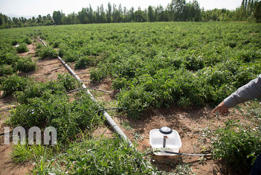  ۹۵ پروژه کشاورزی همزمان با دهه فجر در زنجان افتتاح می‌شود