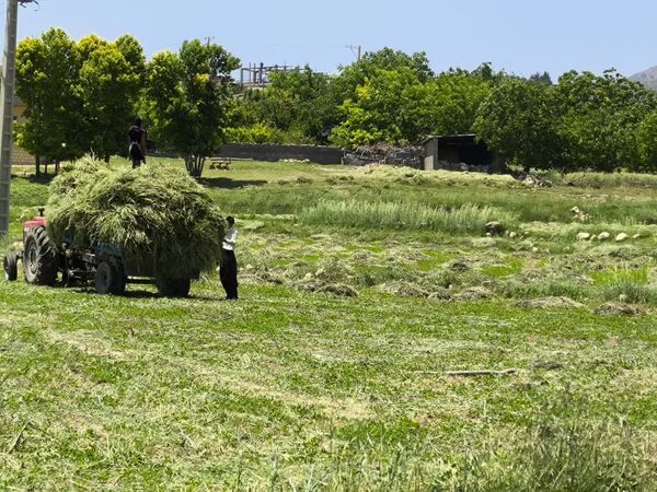 افزایش چهار برابری تولید جو علوفه‌ای در بیضا