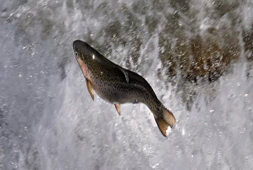 اعطای تسهیلات به کشاورزان برای پرورش انواع ماهی در شهرستان ری