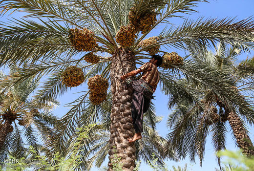 عواید میلیاردی نصیب خرماکاران نهبندان