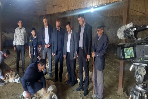 آغاز برداشت پشم از نژاد قوچ ماکویی در مرند