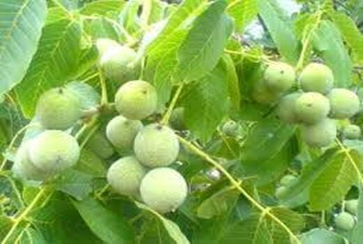 پیش بینی برداشت ۶۸۵ تن محصول از  باغات گردوی شهرستان کرمان