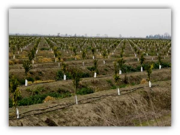 522 هکتار اراضی کشاورزی بابلسر به سیستم آبیاری کم فشار مجهز شد