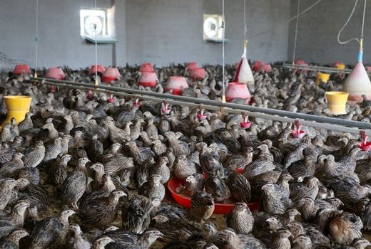 بوشهر تنها مجری پرورش بلدرچین در کشور