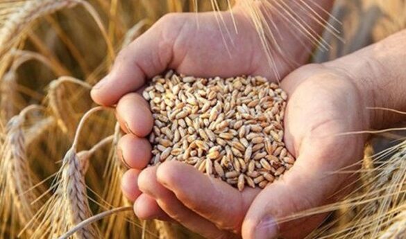افزایش4.5برابری تسهیلات پرداختی برای تأمین بذر گواهی شده در سال1400