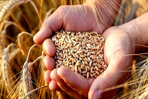 افزایش4.5برابری تسهیلات پرداختی برای تأمین بذر گواهی شده در سال1400