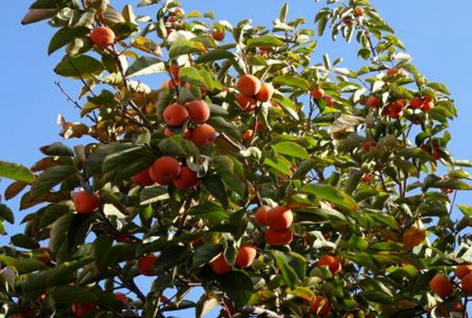 برداشت ۲۵۰ تن خرمالو از باغ‌های نیاسر 