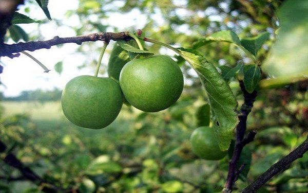 آغاز برداشت گردو از باغات سربیشه