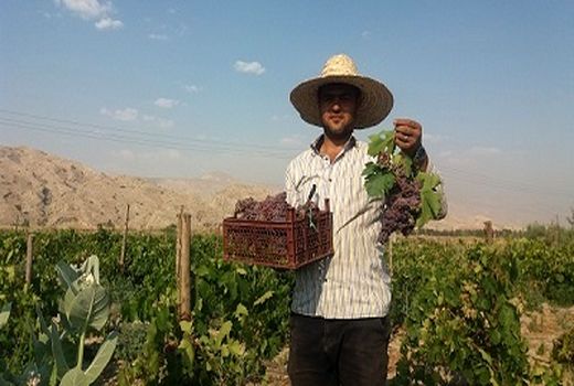 نوبرانه انگور یاقوتی مُهر در میادین میوه کشور