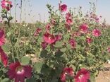 اختصاص ۵۰۰ هکتار از اراضی به کشت گیاهان دارویی