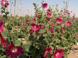 اختصاص ۵۰۰ هکتار از اراضی به کشت گیاهان دارویی