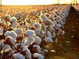 هفت هزار هکتار سطح زیر کشت پنبه در مانه و سملقان 