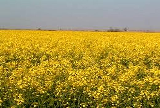 هدف گذاری کشت 9 هزار هکتار کلزا در دزفول