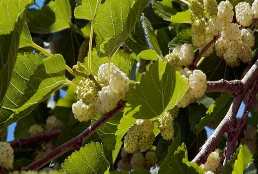 برداشت 160 تن توت سفید و قرمز از باغ‌های جهرم