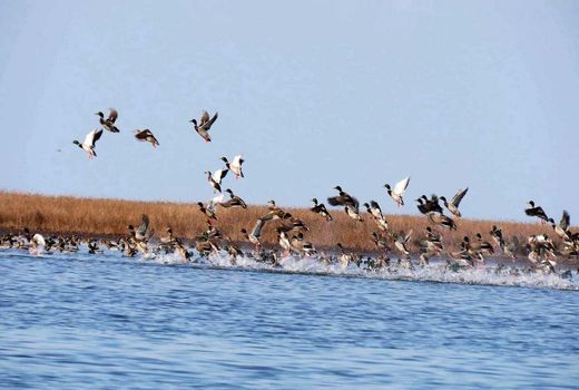 اجرای دستورالعمل مقابله با آنفلوانزا در مورد پرندگان مهاجر