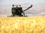 تولید بیش از ۷۰ هزار تن گندم در ایلام
