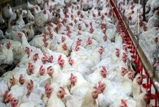 توصیه های دامپزشکی خراسان شمالی به مرغداران برای پیشگیری از آنفلوانزای فوق حاد طیور