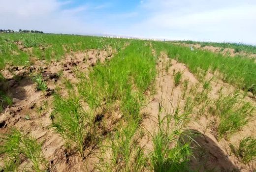 کشت زیره سبز در دیمزارهای قزوین به ۳۲ هکتار رسید