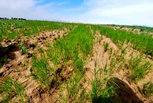 کشت زیره سبز در دیمزارهای قزوین به ۳۲ هکتار رسید
