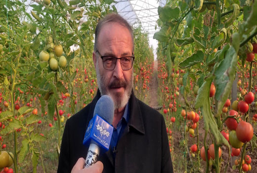 مرند الگوی موفق کشت گلخانه‌ای در کشور؛ ۶۰ درصد تولید گوجه‌فرنگی خارج از فصل