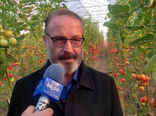مرند الگوی موفق کشت گلخانه‌ای در کشور؛ ۶۰ درصد تولید گوجه‌فرنگی خارج از فصل
