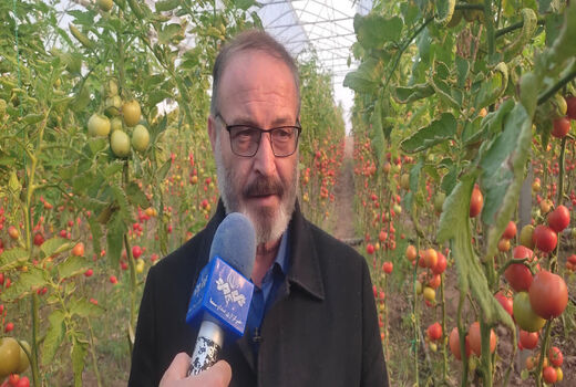 مرند الگوی موفق کشت گلخانه‌ای در کشور؛ ۶۰ درصد تولید گوجه‌فرنگی خارج از فصل