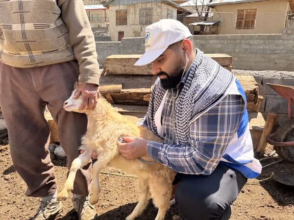 پوشش واکسیناسیون ۷۰۰ هزار رأس دام سبک در قزوین/ مقابله با طاعون نشخوارکنندگان کوچک