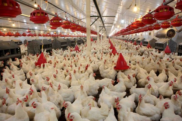 ضرورت بازنگری در سیاستهای حمایتی صنعت مرغداری/ بیمه تکمیلی تولیدکنندگان پیگیری شود