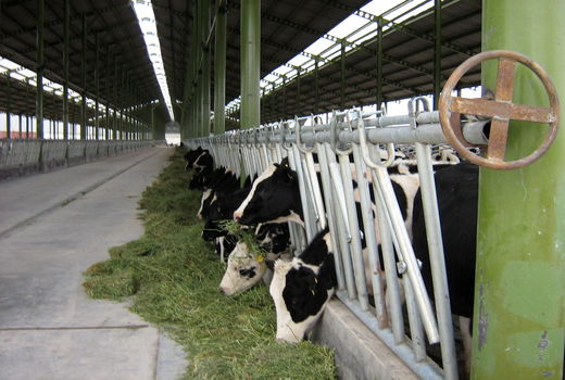 حرکت به سمت خوراک‌های فرموله شده در دامداری‌های چهارمحال و بختیاری