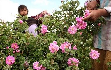 برداشت گل محمدی از گلستانهای شهرستان رابر 