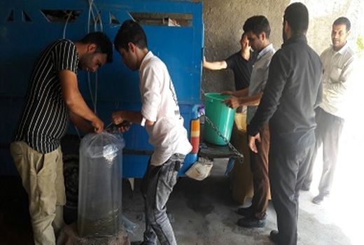  20000 قطعه بچه ماهی گرمابی در سطح شهرستان سرایان توزیع شد