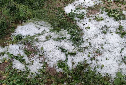 تگرگ به ۴۰۰ هکتار مزارع گوجه فرنگی بردخون بوشهر خسارت زد