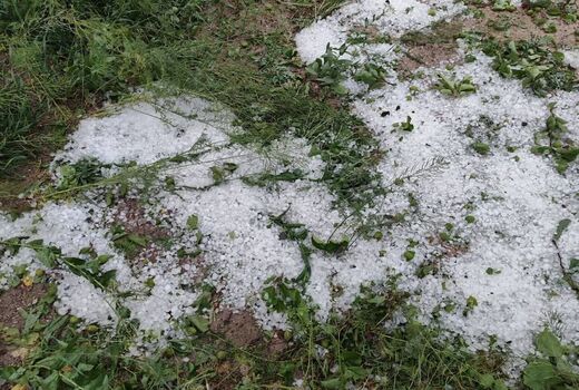 تگرگ به ۴۰۰ هکتار مزارع گوجه فرنگی بردخون بوشهر خسارت زد