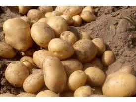 پیش‌بینی تولید 1100 تن سیب زمینی در نور