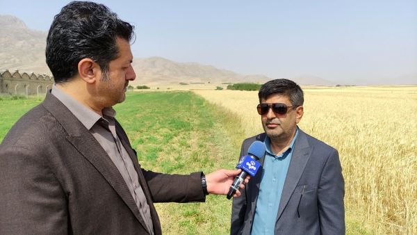 پیشبینی برداشت ۸۰ هزار تن گندم در چهارمحال و بختیاری