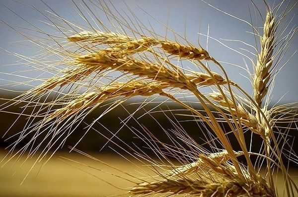 افزایش بهره وری و تنوع بخشی به تولید در بخش کشاورزی با کشت گندم محقق می شود