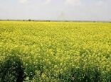تاکنون ۱۵۰ تُن دانه روغنی کلزا در خراسان شمالی خریداری شد 