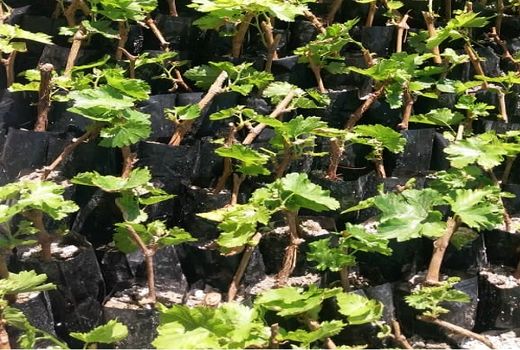 کاشت یک رقم جدید انگور برای اولین بار در خرامه