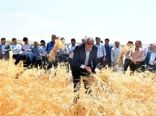 تولید ۳۰ هزار تن گندم در شهرستان مراغه