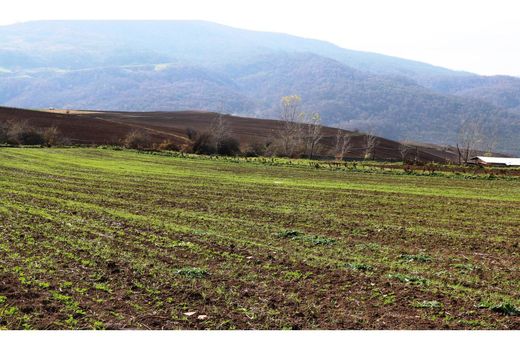 بیمه 1000 هکتاری دیمزارهای گلوگاه